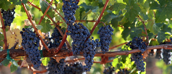wine grape varieties dp enterprises lp